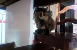 英雄联盟总决赛赛程-孤胆与浪潮，英格拉姆爆裂时刻背后的篮球哲学