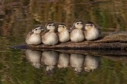 英雄联盟总决赛赛程-跨界烽火，唯一性破局，当福克斯成无解命题，浙江队如何令猛龙俯首？