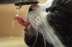 LOL赛事-当密尔沃基遇见沈阳，雄鹿东征记与利拉德的节奏魔法