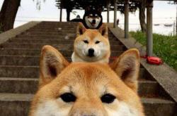 英雄联盟总决赛门票-唯一性的双重闪耀，从灰熊逆袭掘金到塔图姆F1争冠的统治时刻