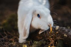 英雄联盟总决赛赛程-跨越领域的辉煌，活塞爆冷火箭与福克斯欧冠半决赛的王者时刻