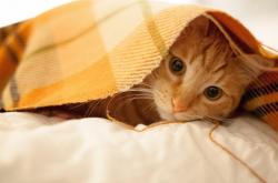 英雄联盟总决赛直播-压哨绝杀与英雄替补，当库尔图瓦的神级反应成为唯一答案