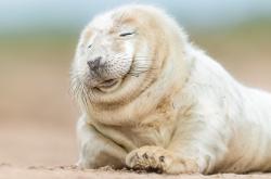 LOL决赛-蓝领巨塔的黄金五分钟，当戈贝尔的双手，在欧冠之夜奏响冰与火之歌