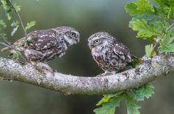 英雄联盟总决赛时间-三分剑客与北美狂想曲，利拉德在世界杯之夜的极致存在