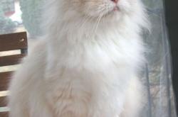 LOL赛事-揭秘跨时空之战，广厦队如何击败步行者，米切尔存在感拉满的全过程