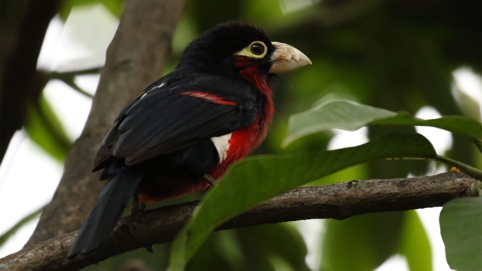 唯一性的双重奏，当F1街道赛焦点战遇见瑞典淘汰乌克兰—体育世界中的不可复制瞬间
