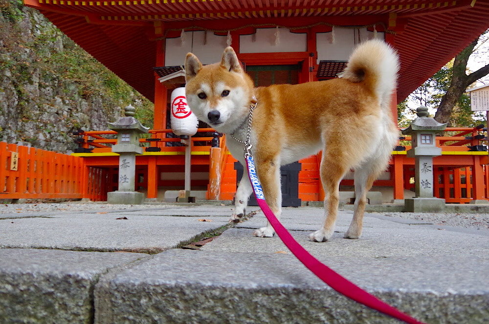 巨浪摧城，公牛铁蹄踏碎撕裂之城，杜兰特化身末节破晓孤星