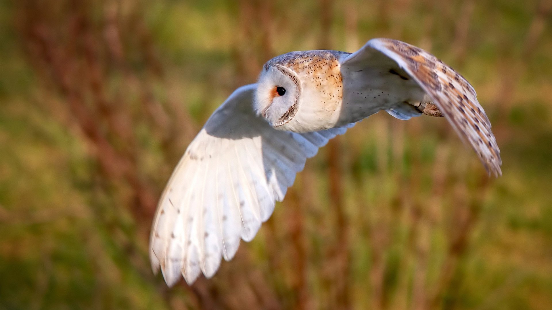 莱万哑火却见新王崛起，加维导演波兰客场制霸摩纳哥之战