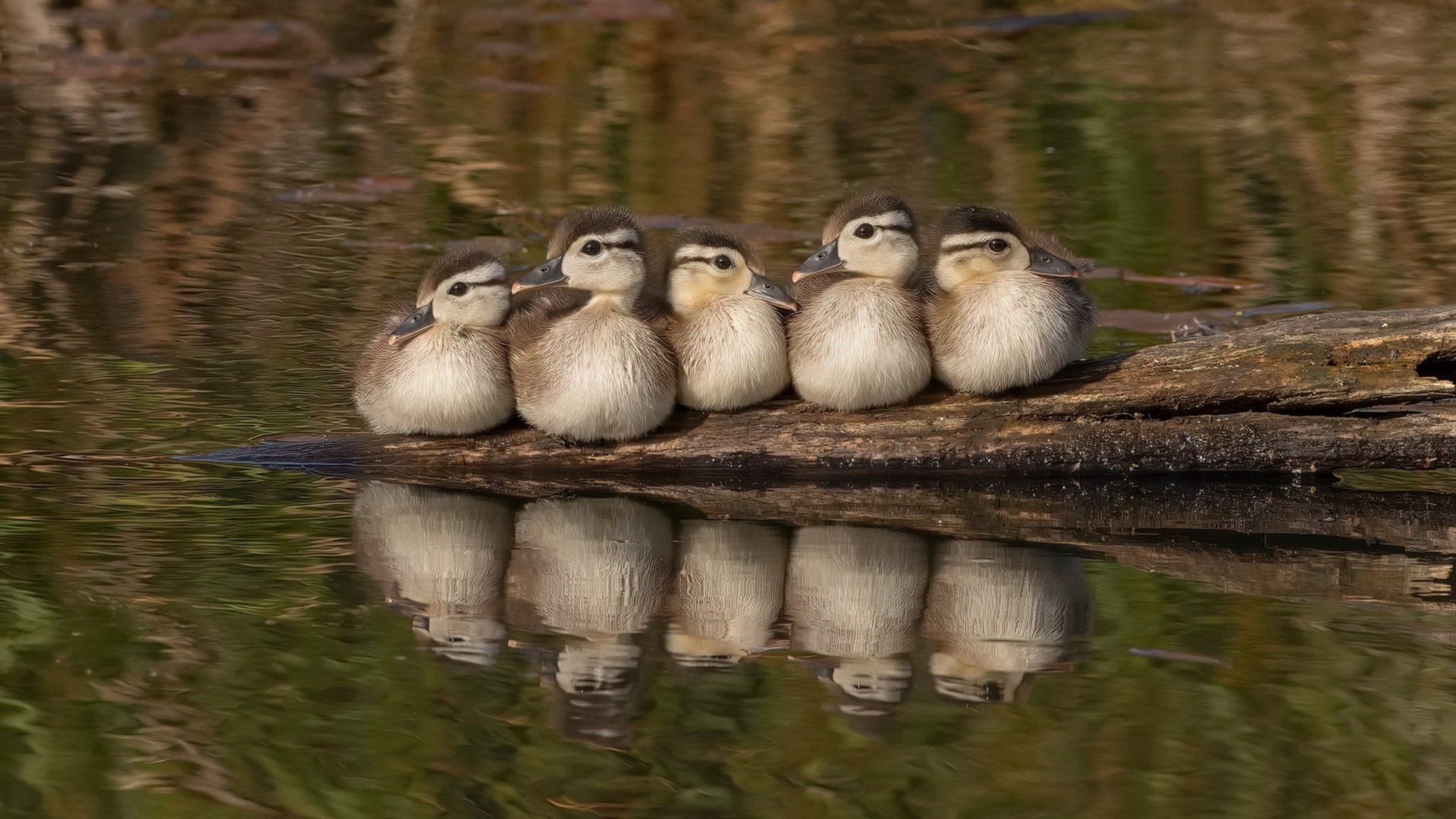 跨界烽火,唯一性破局,当福克斯成无解命题,浙江队如何令猛龙俯首?