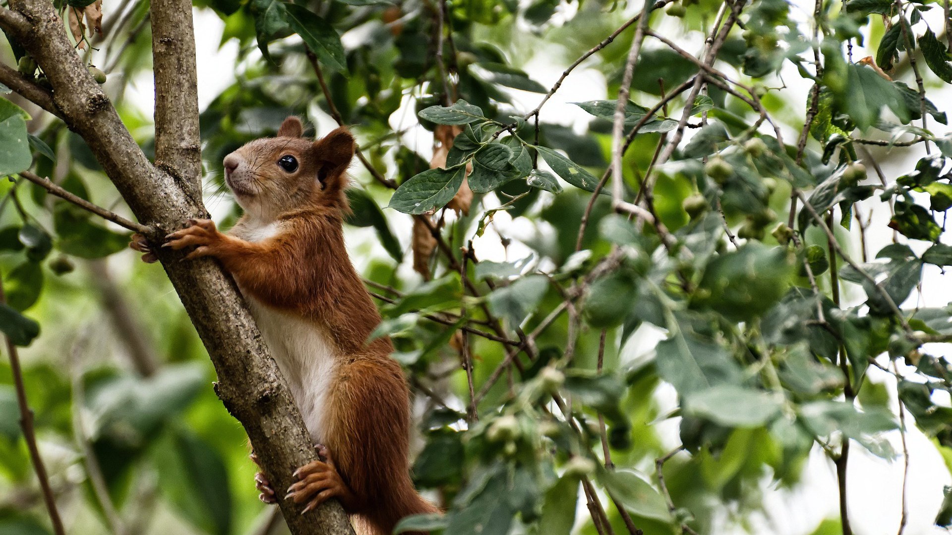 定海神针！乔治稳定输出48分钟，雷霆末节神奇逆转篮网
