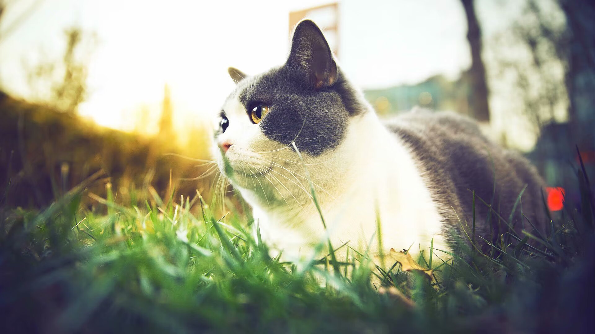 奥利维耶,突尼斯的无解密钥,刺穿莱比锡红牛的精密机器