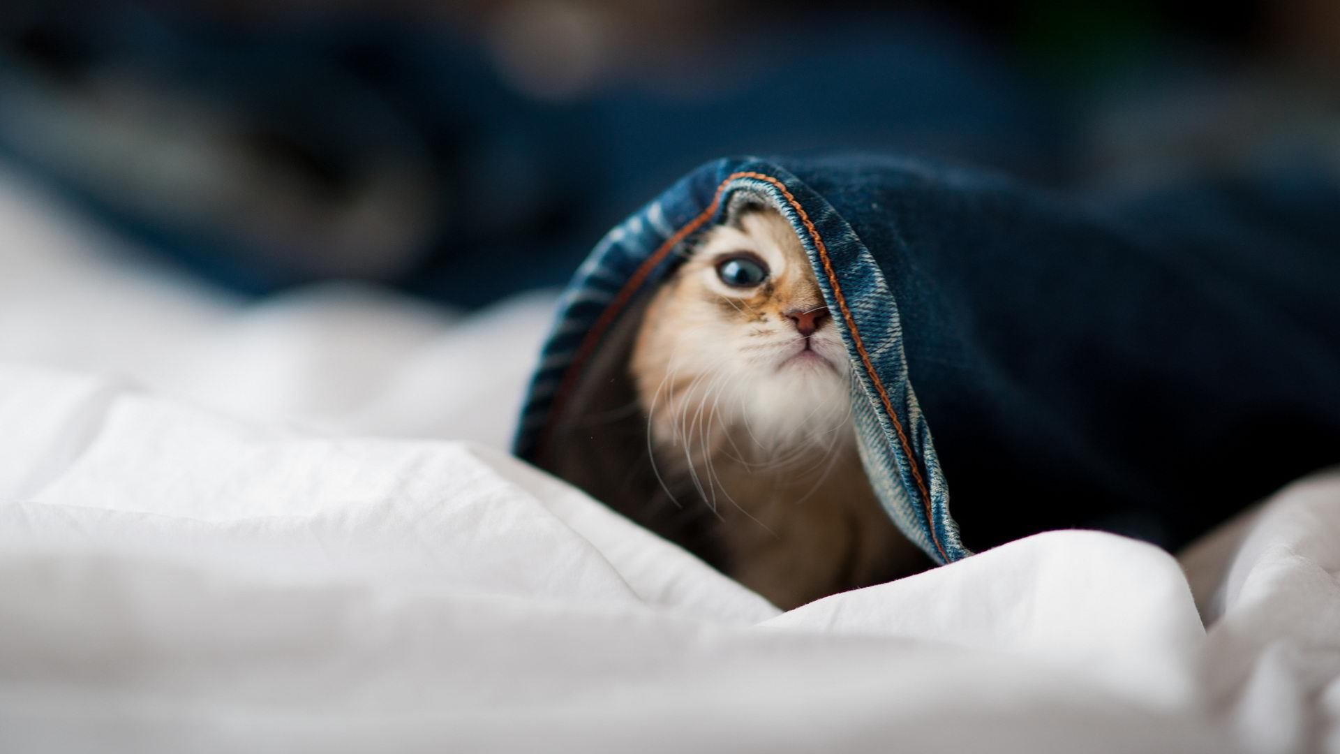 双塔破浪！塔图姆独舞杭州湾，快船火力全开凿沉浙江队