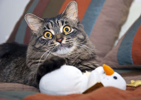 冰与火之歌，图尔库战术手册如何点燃巴黎，内马尔加冕之战