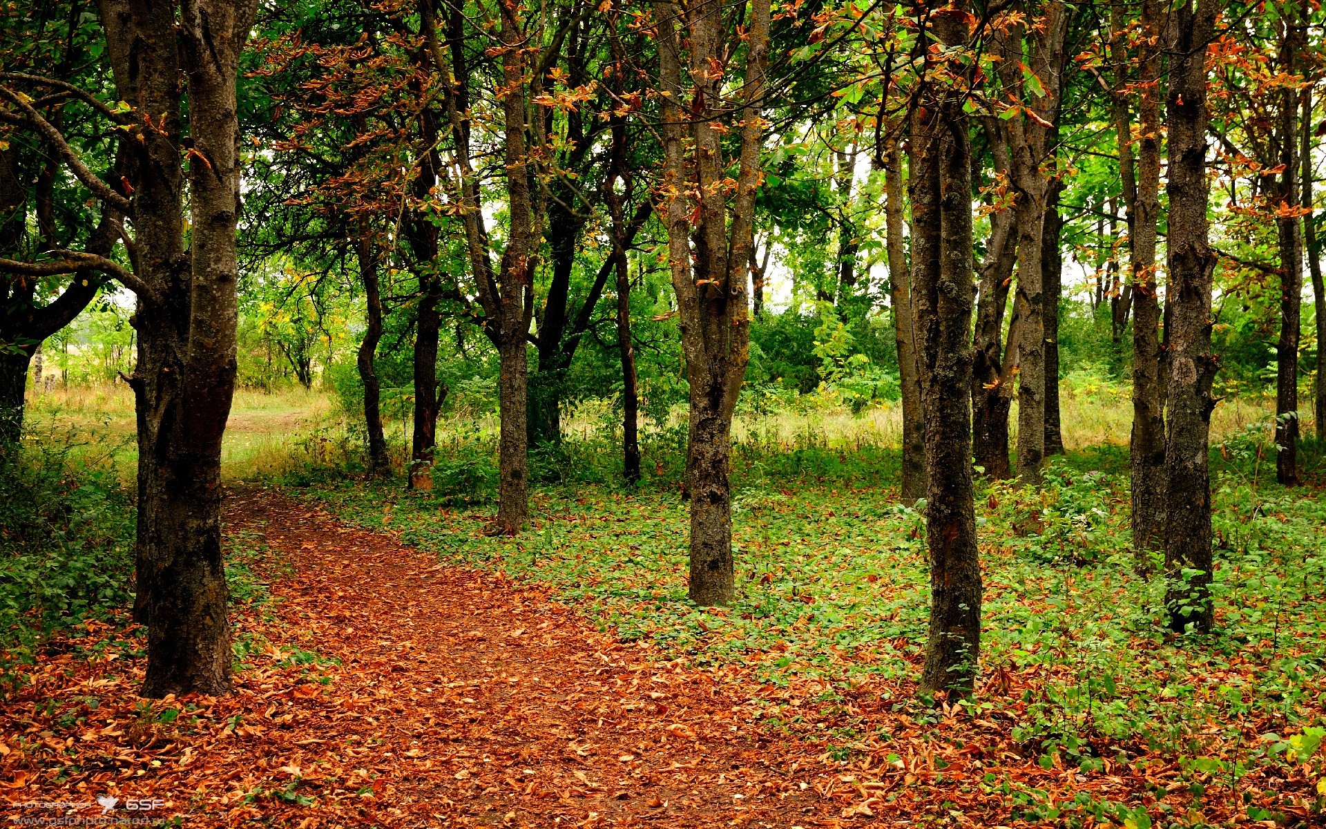 多特蒙德对阵几内亚，当钢铁交响乐遇见原始鼓点，巴尔韦德如何让比赛在第7分钟就失去悬念？