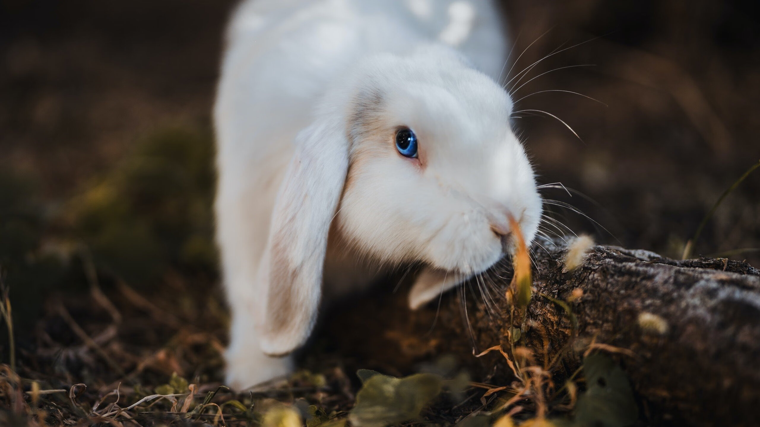 跨越领域的辉煌，活塞爆冷火箭与福克斯欧冠半决赛的王者时刻