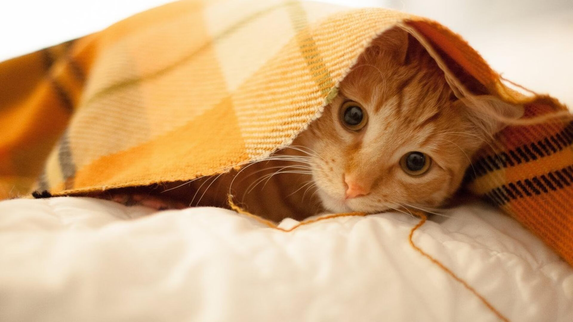 压哨绝杀与英雄替补，当库尔图瓦的神级反应成为唯一答案