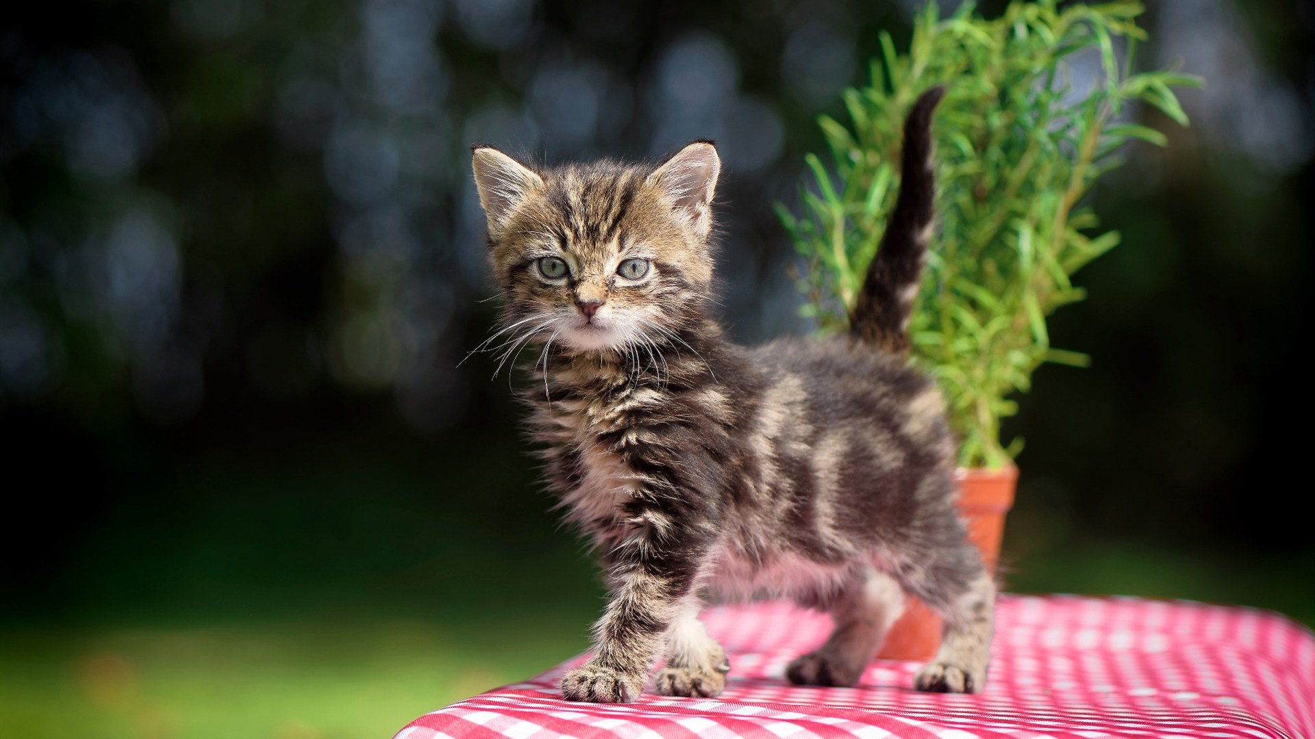 阿劳霍用铁血防守诠释国家德比真谛,当诺坎普为一次铲断而疯狂