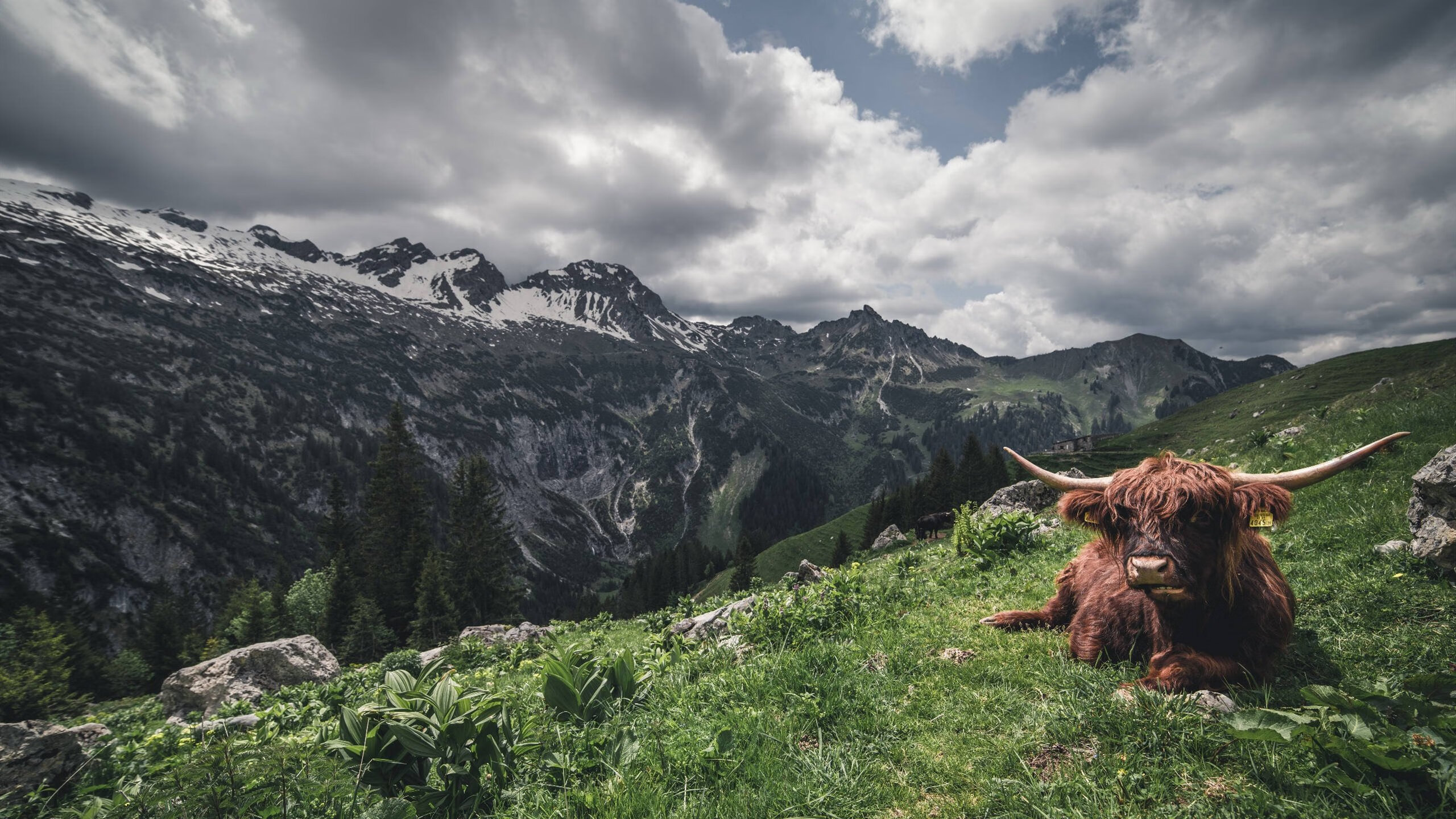 定鼎之战!从隐形守护者到锋利尖刀,霍勒迪的封神夜颠覆了一切