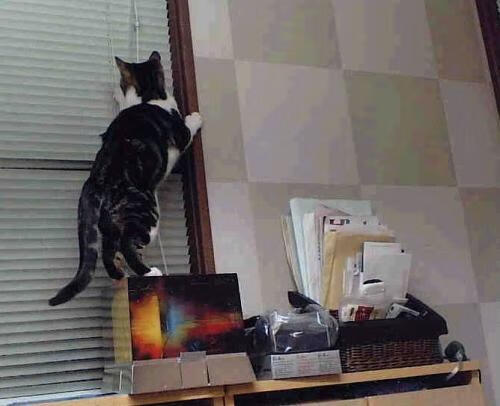 定鼎之战!从隐形守护者到锋利尖刀,霍勒迪的封神夜颠覆了一切