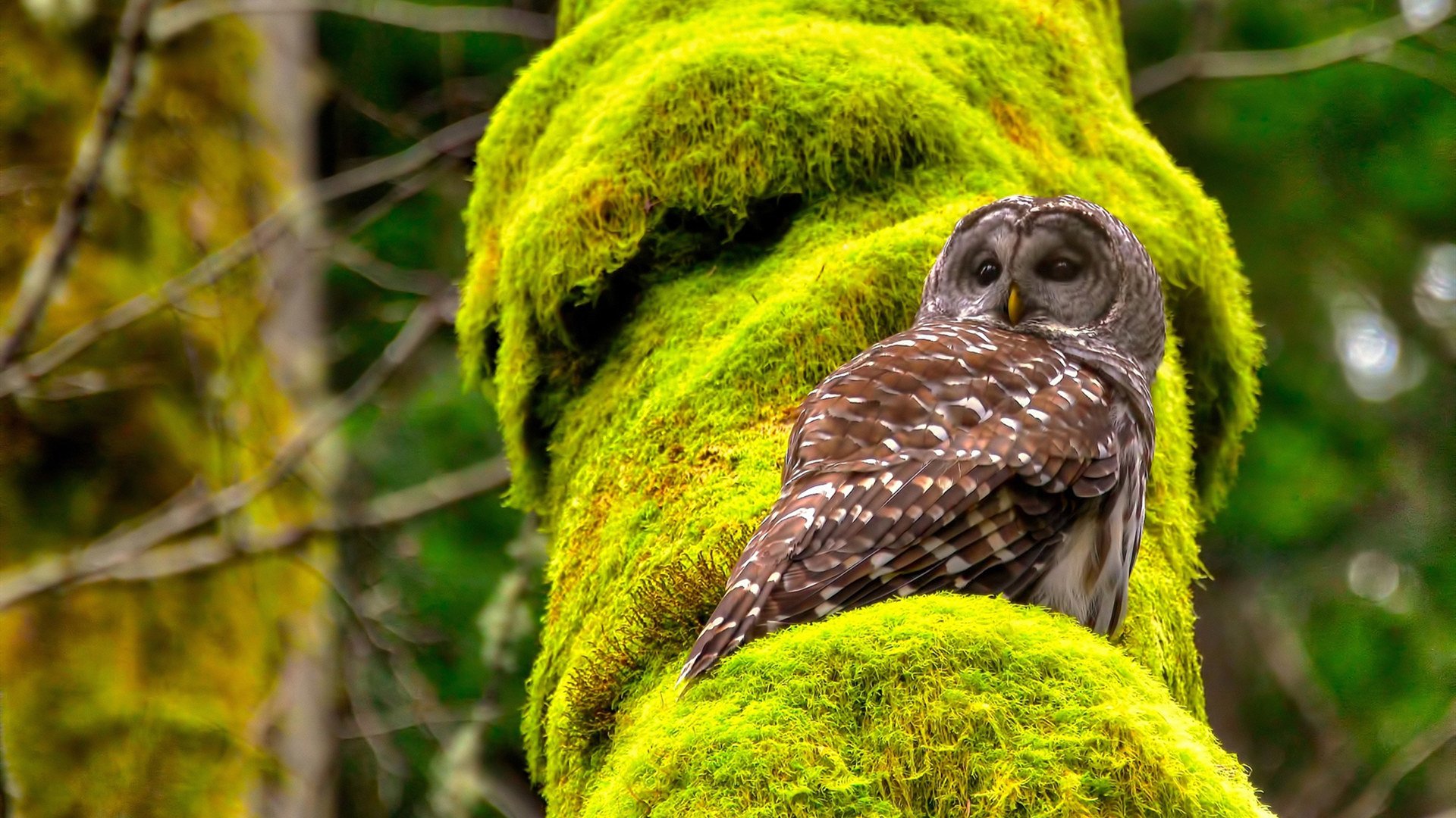 冰火淬炼，王者诞生，西亚卡姆完美发挥助热火决胜局力克奇才