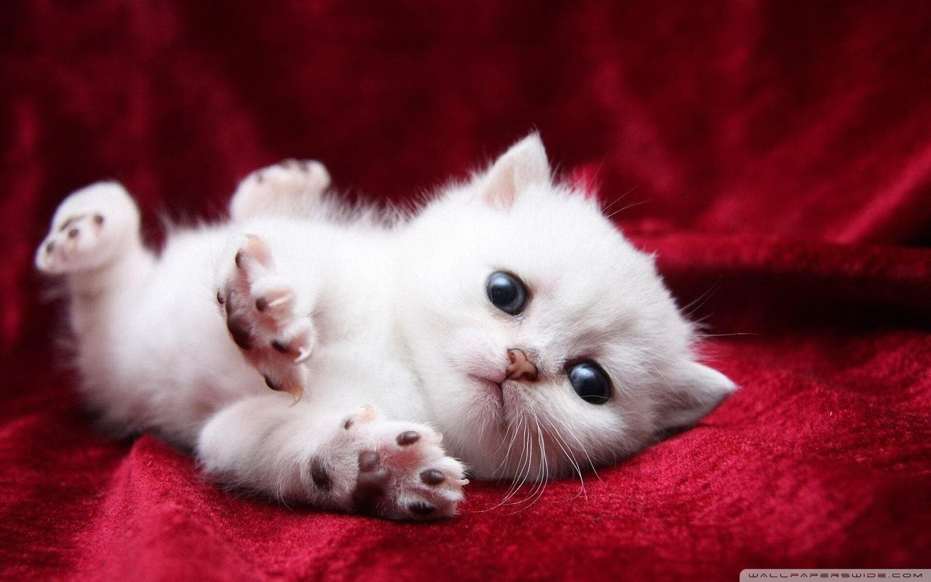 德国堡垒的破壁者，当迪亚斯为勒沃库森注入叛逆血液