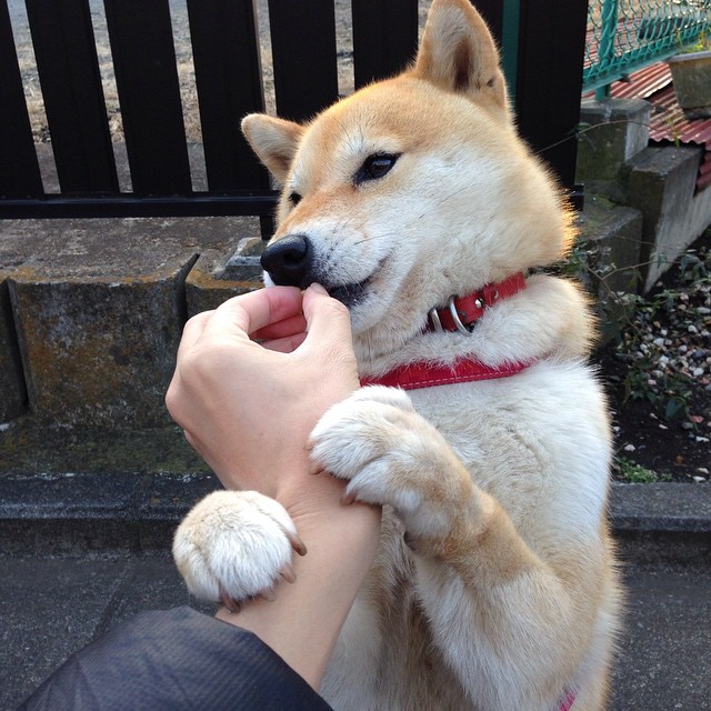 曼彻斯特围城战,骑士的长枪刺穿爵士的城墙,马克西在争冠硝烟中加冕战争之王