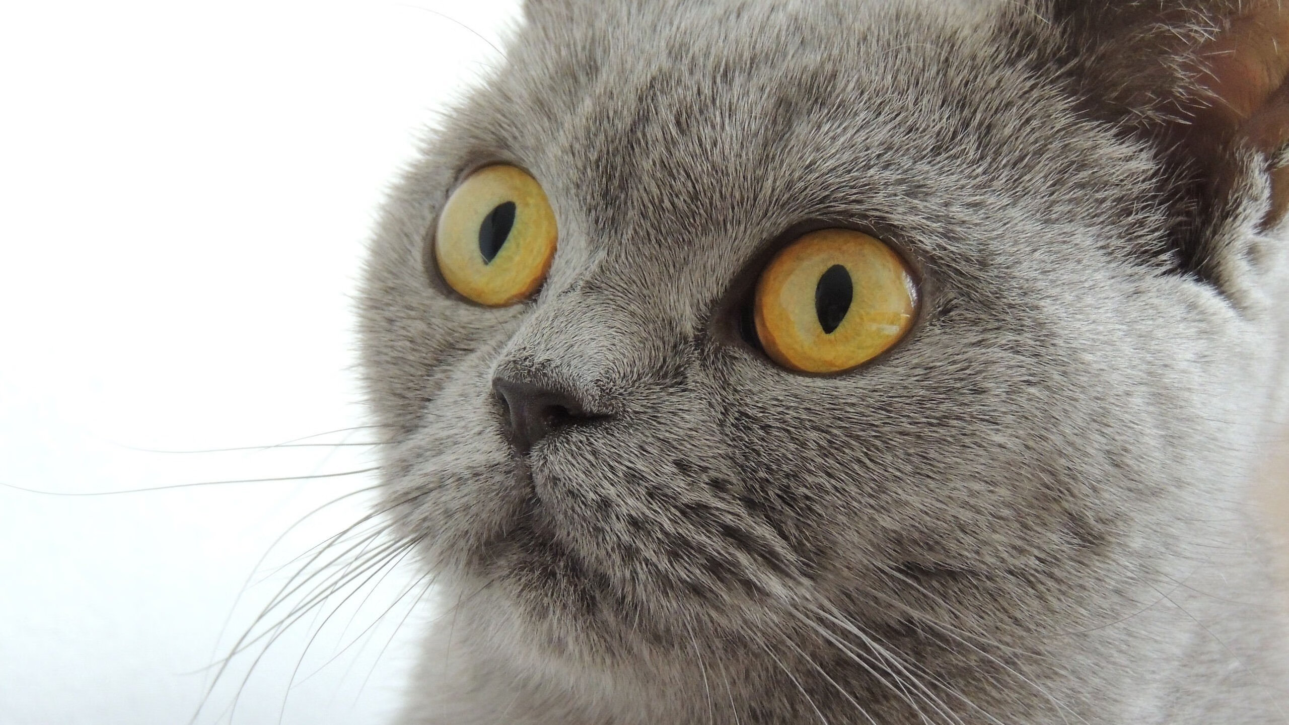 蓝领巨塔的黄金五分钟，当戈贝尔的双手，在欧冠之夜奏响冰与火之歌