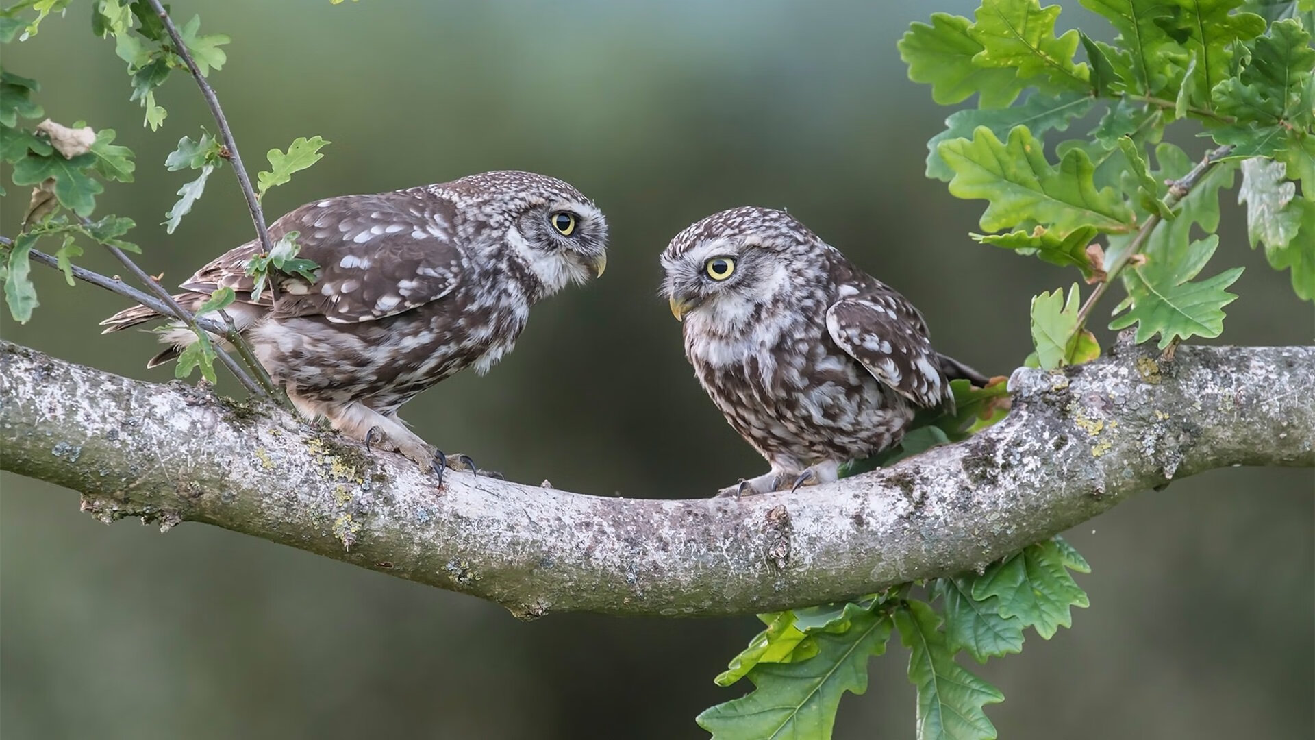 三分剑客与北美狂想曲,利拉德在世界杯之夜的极致存在
