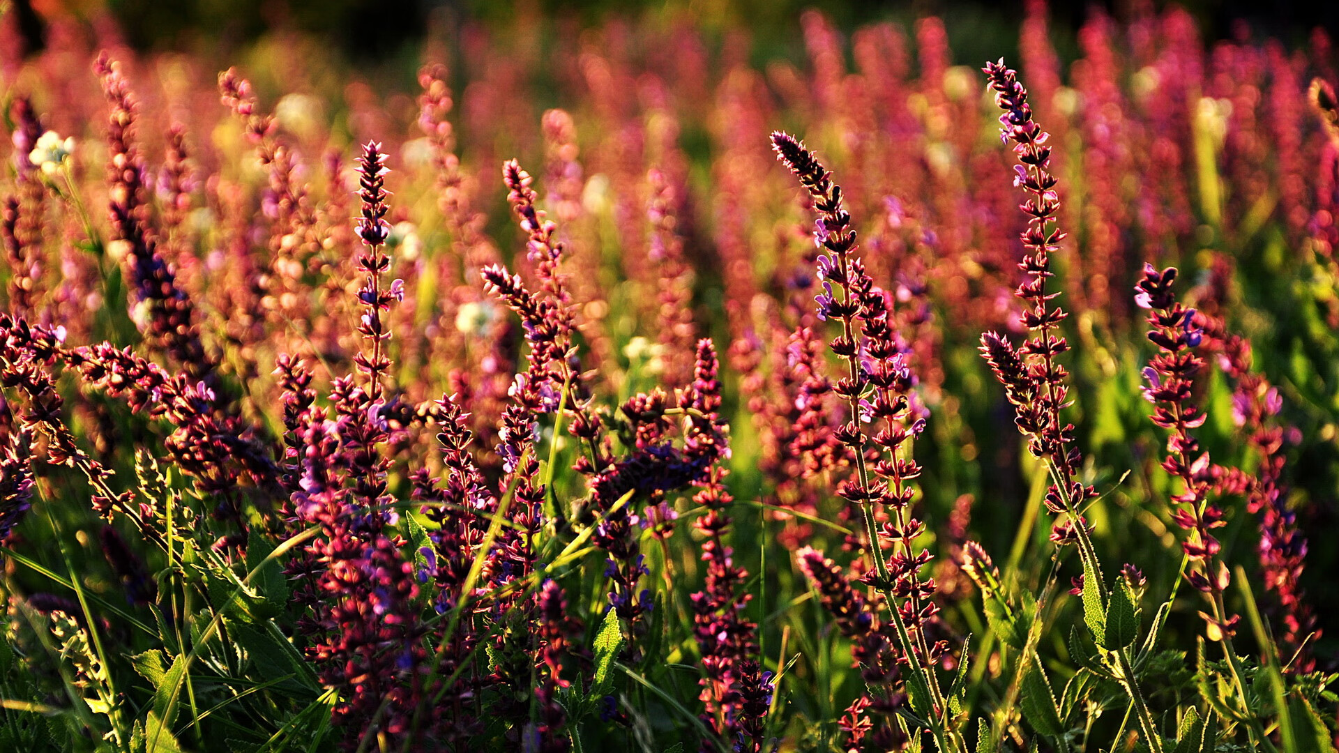 吉林风暴席卷丹佛！福克斯55+15导演史诗级碾压，掘金高原神话今夜破灭