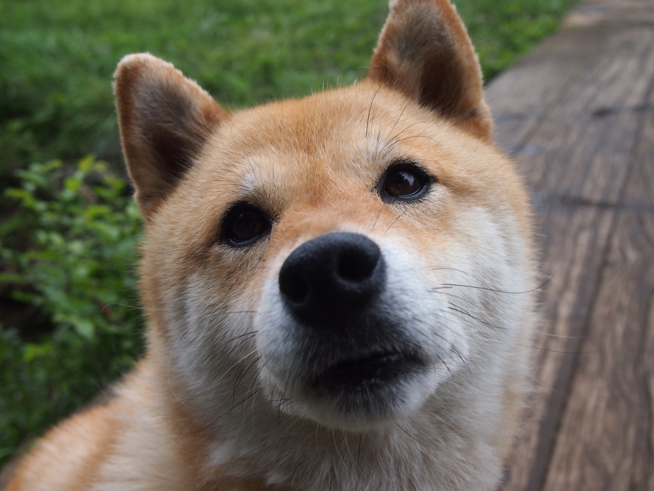 铁壁公牛扬蹄破局，班凯罗三叉戟扛旗定江山