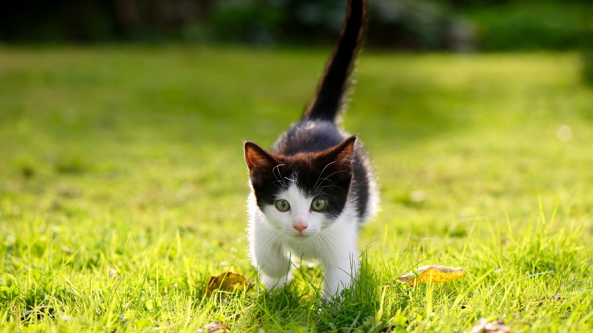硬啄生啖！老鹰羽刃英格拉姆撕破猛龙铁阵