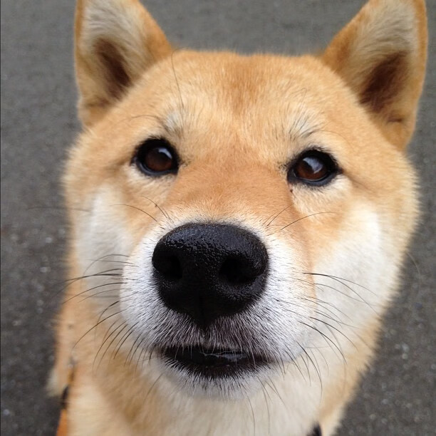 舞台即试金石，马丁内利闪耀威斯特法伦，多特末节疾风骤雨带走尼日利亚